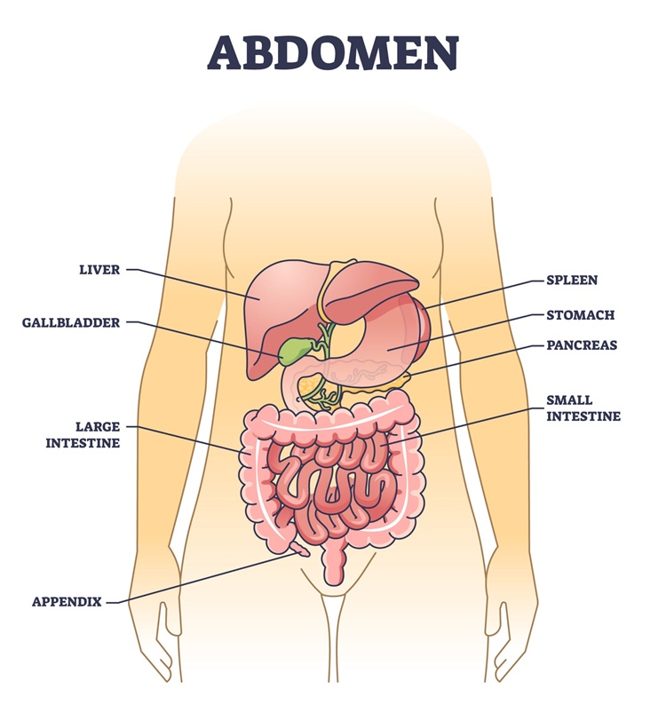 Abdomen