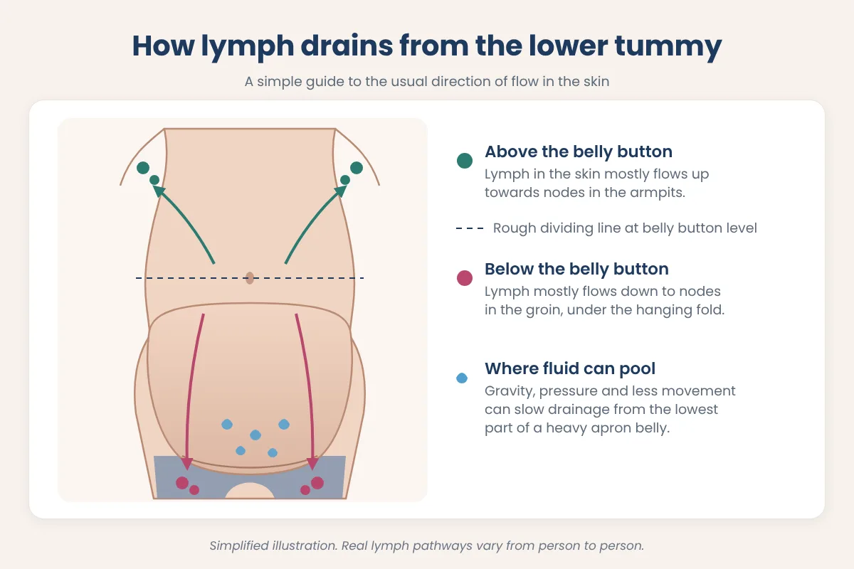 Simple diagram showing lymph fluid in the lower tummy draining down towards lymph nodes in the groin, with a hanging apron belly fold