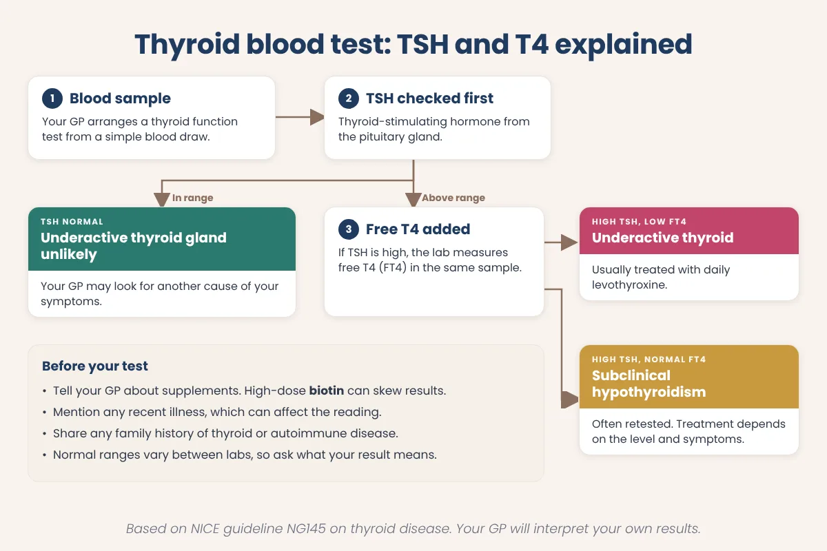 Flow diagram of a thyroid blood test showing TSH measured first, then free T4 if TSH is high, and what each combination of results usually means